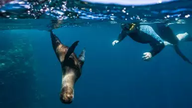 This is the default alt text